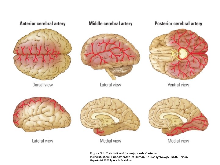 Figure 3. 4 Distribution of the major cerebral arteries Kolb/Whishaw: Fundamentals of Human Neuropsychology,