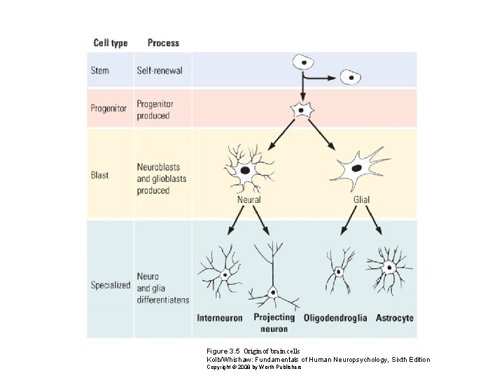 Figure 3. 5 Origin of brain cells Kolb/Whishaw: Fundamentals of Human Neuropsychology, Sixth Edition