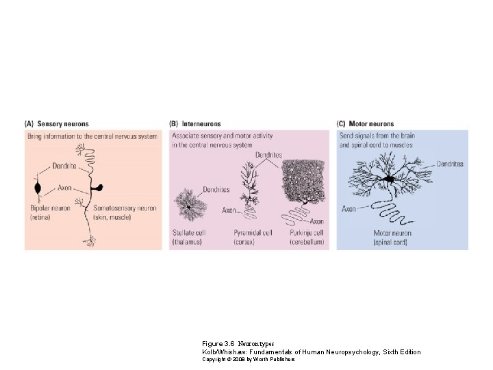 Figure 3. 6 Neuron types Kolb/Whishaw: Fundamentals of Human Neuropsychology, Sixth Edition Copyright ©