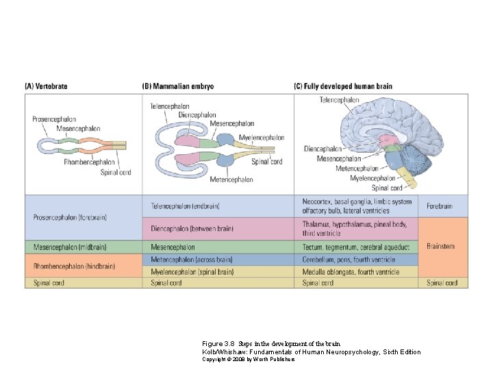 Figure 3. 8 Steps in the development of the brain Kolb/Whishaw: Fundamentals of Human