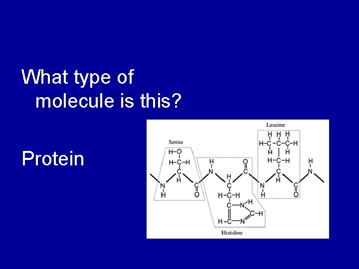 What type of molecule is this? Protein 