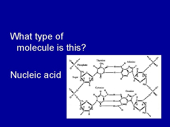 What type of molecule is this? Nucleic acid 