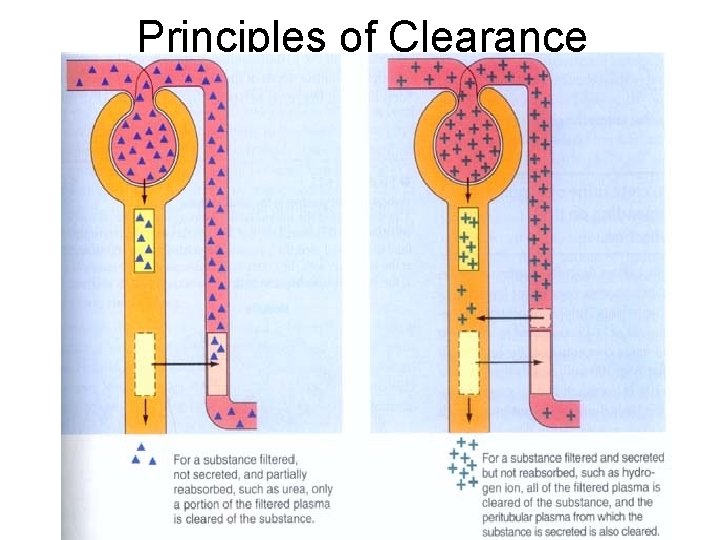Principles of Clearance 