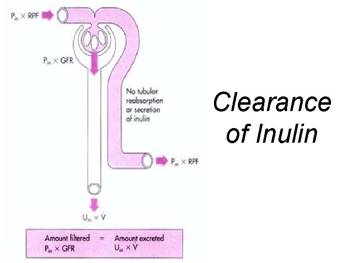 Clearance of Inulin 