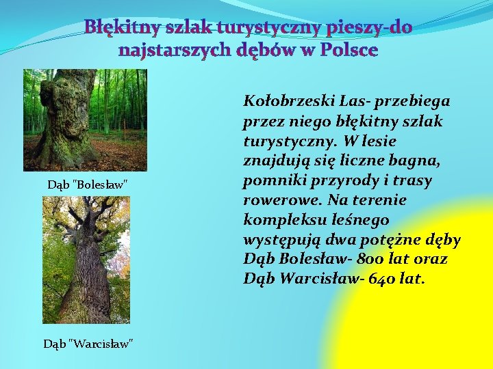 Dąb "Bolesław" Dąb "Warcisław" Kołobrzeski Las- przebiega przez niego błękitny szlak turystyczny. W lesie