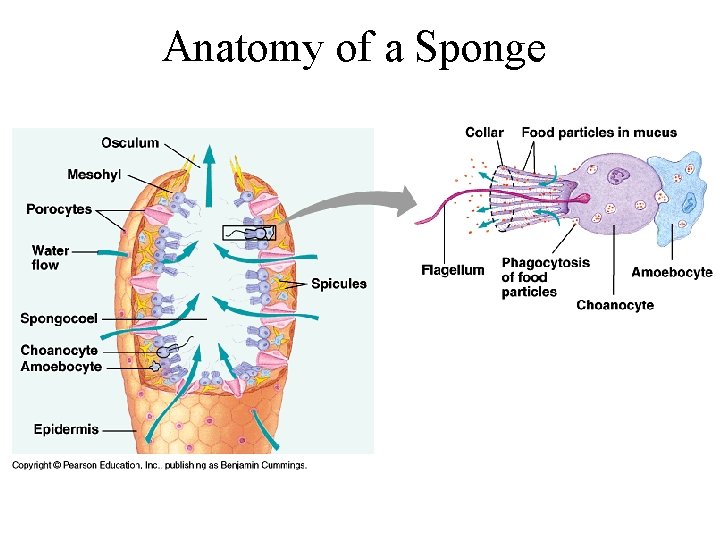 Anatomy of a Sponge 