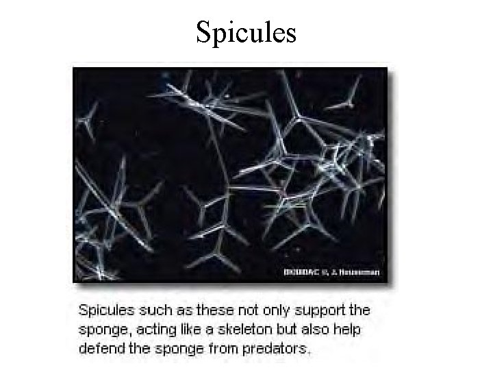 Spicules 