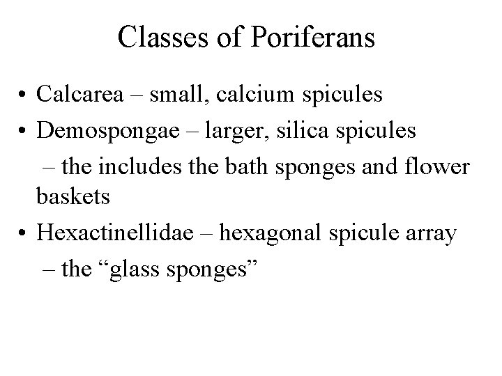 Classes of Poriferans • Calcarea – small, calcium spicules • Demospongae – larger, silica