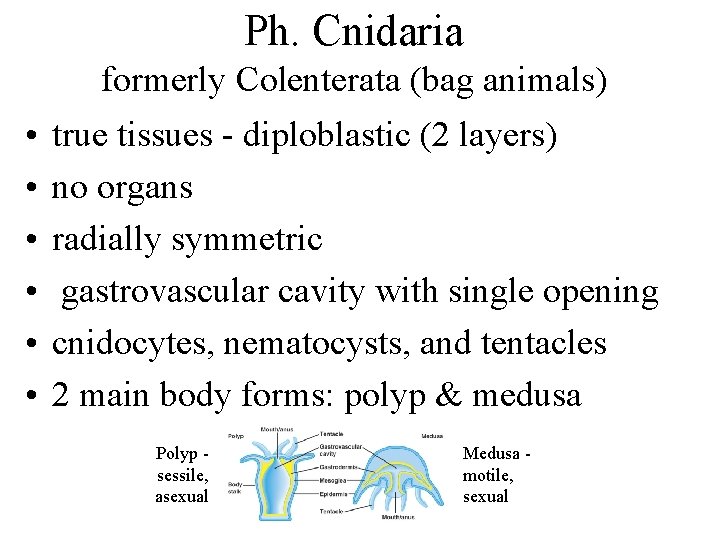 Ph. Cnidaria formerly Colenterata (bag animals) • • • true tissues - diploblastic (2