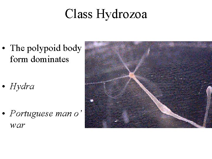 Class Hydrozoa • The polypoid body form dominates • Hydra • Portuguese man o’