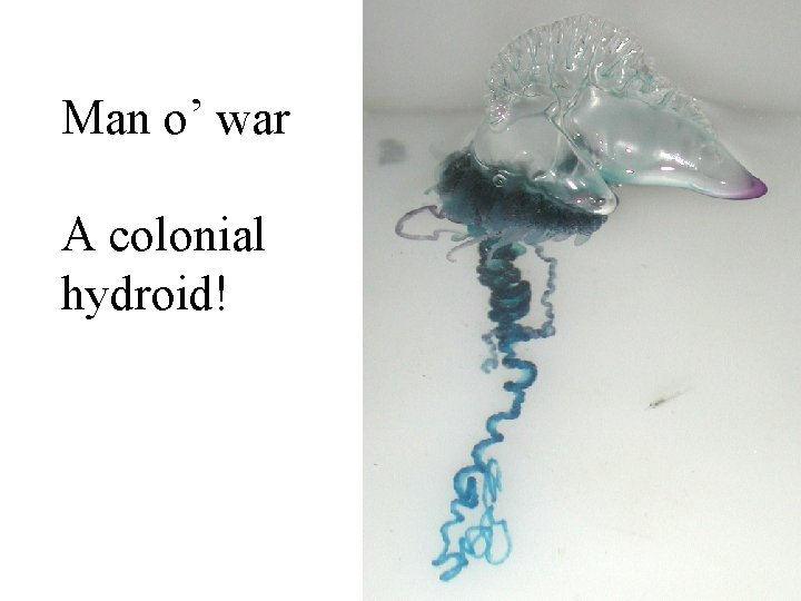 Man o’ war A colonial hydroid! 