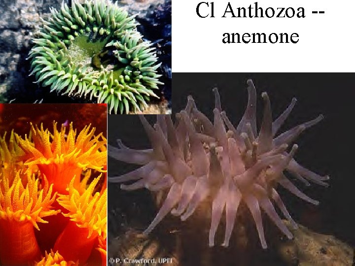 Cl Anthozoa -anemone 