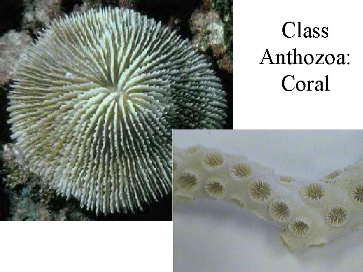 Class Anthozoa: Coral 