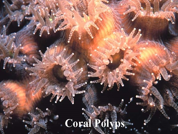Coral Polyps 