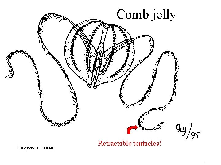 Comb jelly Retractable tentacles! 