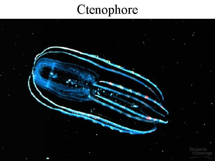 Ctenophore 