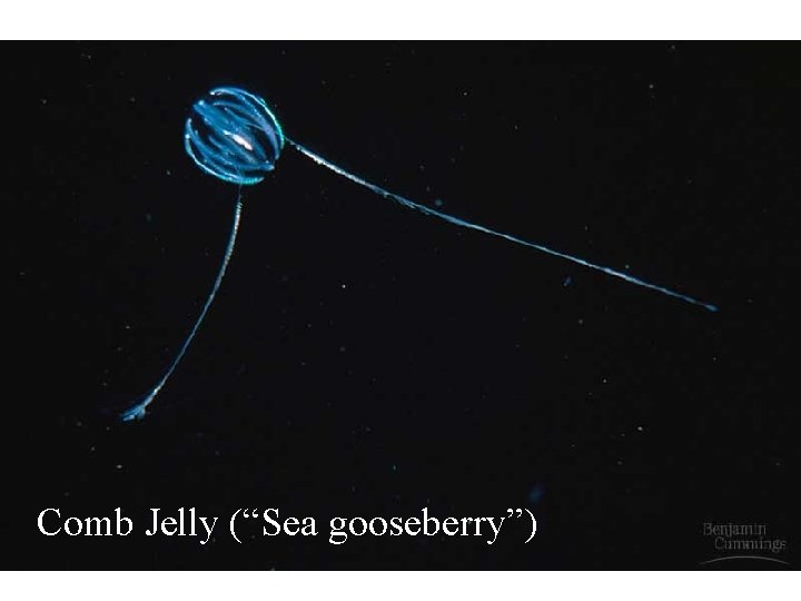 Comb Jelly (“Sea gooseberry”) 