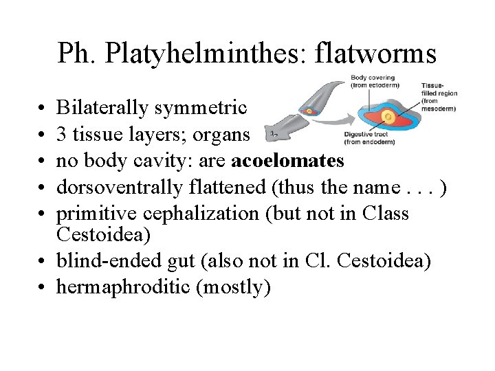 Ph. Platyhelminthes: flatworms • • • Bilaterally symmetric 3 tissue layers; organs no body