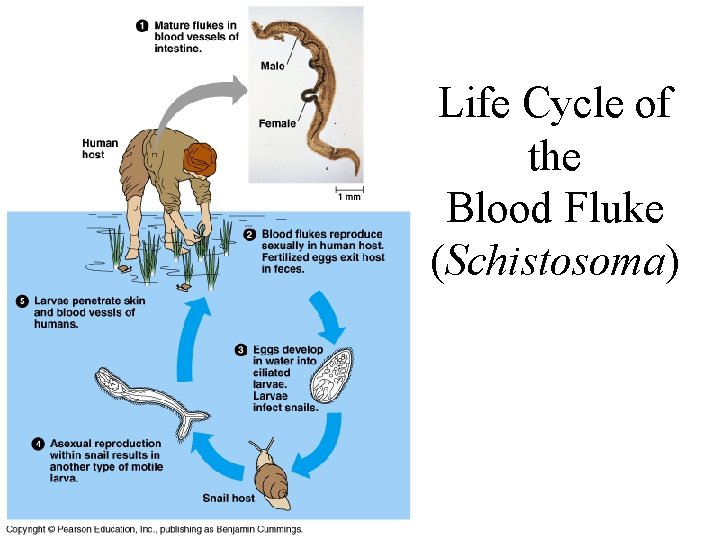 Life Cycle of the Blood Fluke (Schistosoma) 