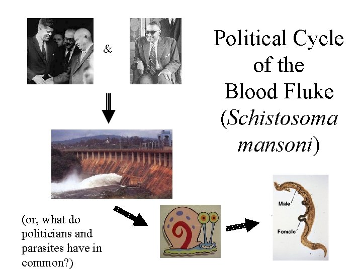 & (or, what do politicians and parasites have in common? ) Political Cycle of