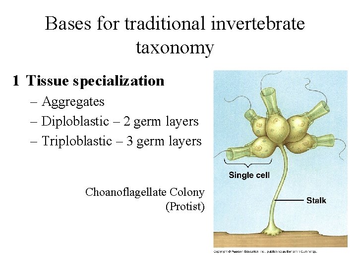 Bases for traditional invertebrate taxonomy 1 Tissue specialization – Aggregates – Diploblastic – 2