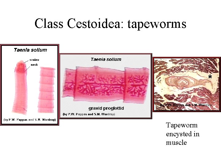 Class Cestoidea: tapeworms Tapeworm encysted in muscle 