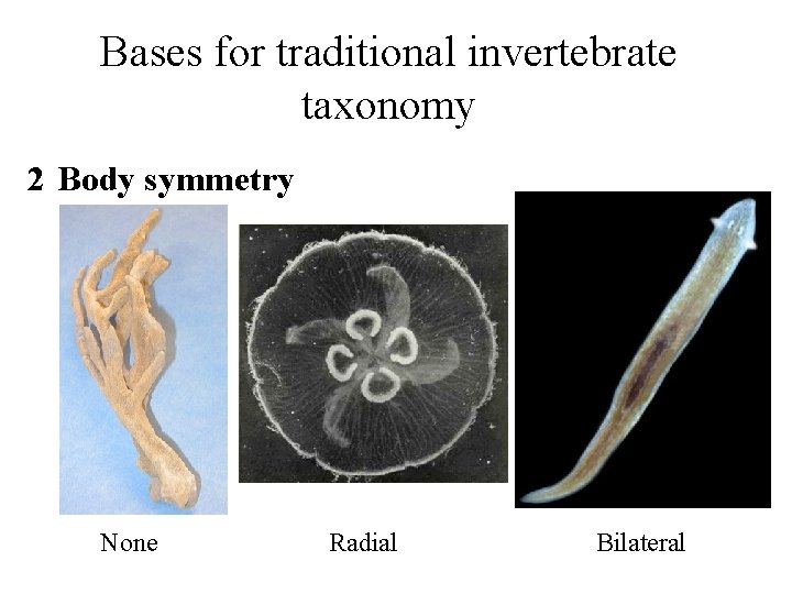 Bases for traditional invertebrate taxonomy 2 Body symmetry None Radial Bilateral 