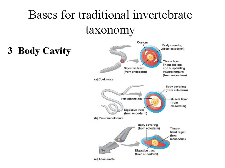 Bases for traditional invertebrate taxonomy 3 Body Cavity 