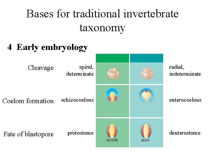 Bases for traditional invertebrate taxonomy 4 Early embryology Cleavage spiral, determinate radial, indeterminate Coelom