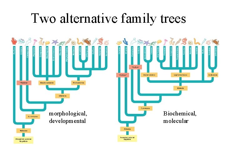 Two alternative family trees morphological, developmental Biochemical, molecular 