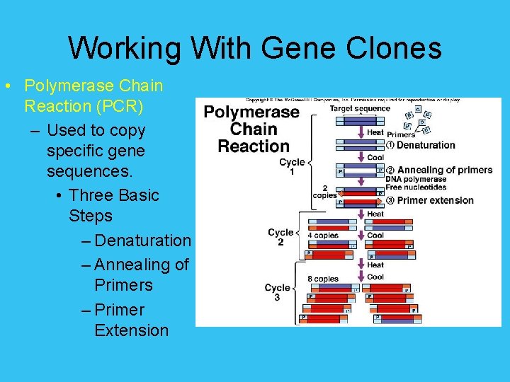 Working With Gene Clones • Polymerase Chain Reaction (PCR) – Used to copy specific