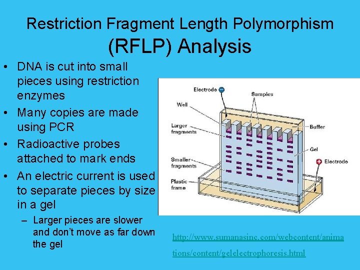 Restriction Fragment Length Polymorphism (RFLP) Analysis • DNA is cut into small pieces using