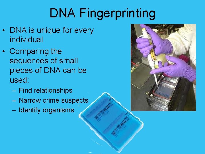 DNA Fingerprinting • DNA is unique for every individual • Comparing the sequences of