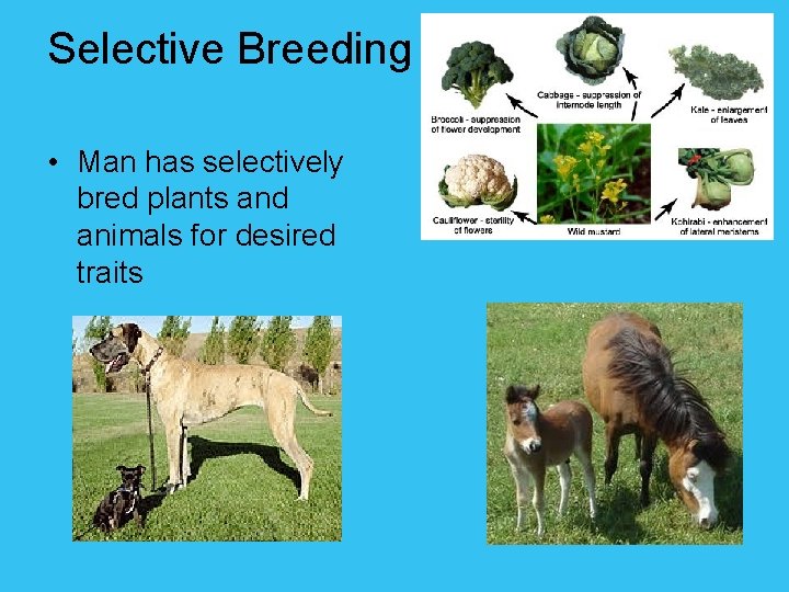 Selective Breeding • Man has selectively bred plants and animals for desired traits 