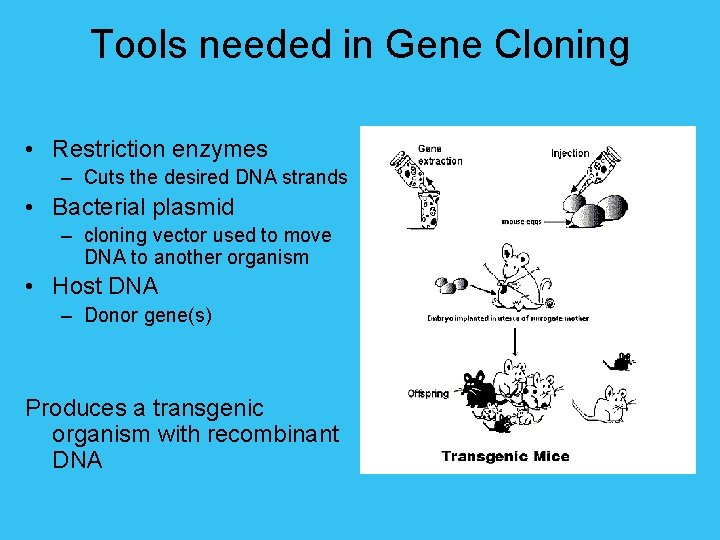 Tools needed in Gene Cloning • Restriction enzymes – Cuts the desired DNA strands