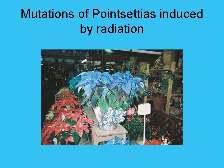Mutations of Pointsettias induced by radiation 