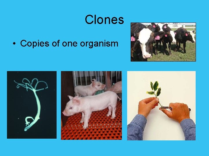 Clones • Copies of one organism 