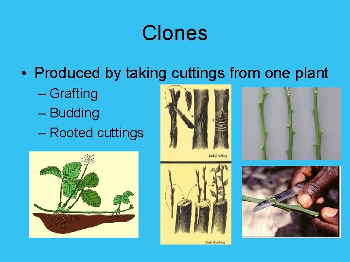 Clones • Produced by taking cuttings from one plant – Grafting – Budding –