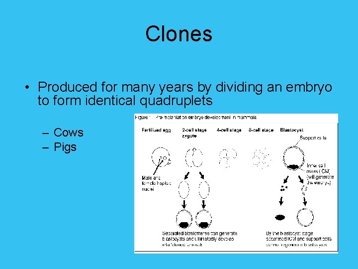 Clones • Produced for many years by dividing an embryo to form identical quadruplets