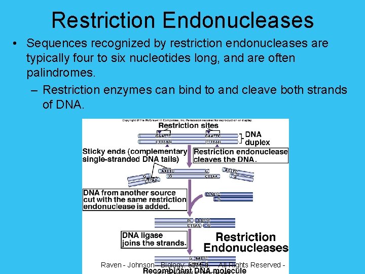 Restriction Endonucleases • Sequences recognized by restriction endonucleases are typically four to six nucleotides