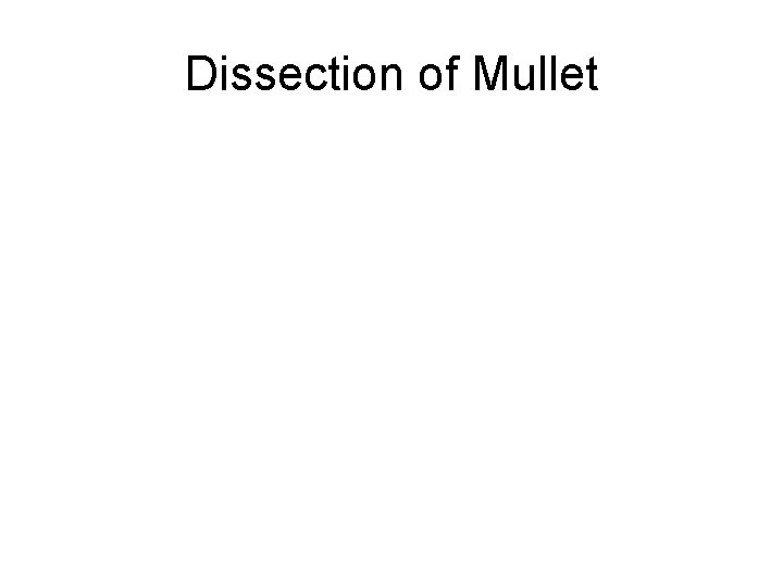Dissection of Mullet 