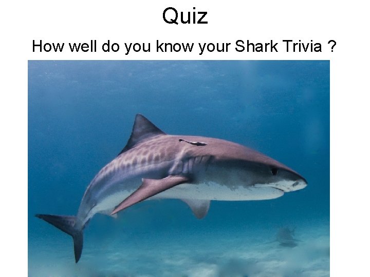 Quiz How well do you know your Shark Trivia ? 