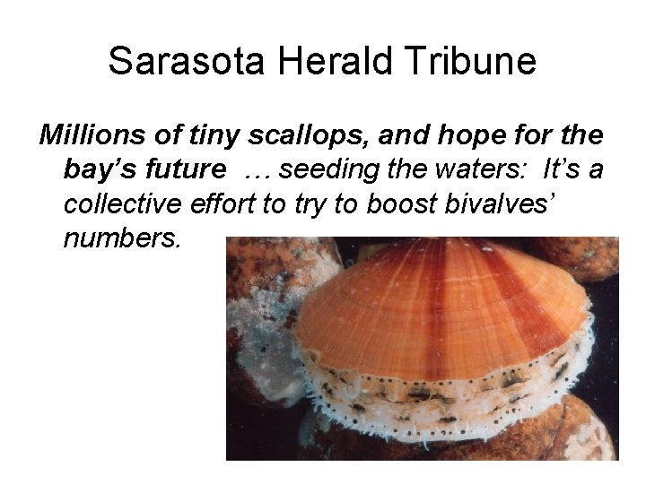 Sarasota Herald Tribune Millions of tiny scallops, and hope for the bay’s future …
