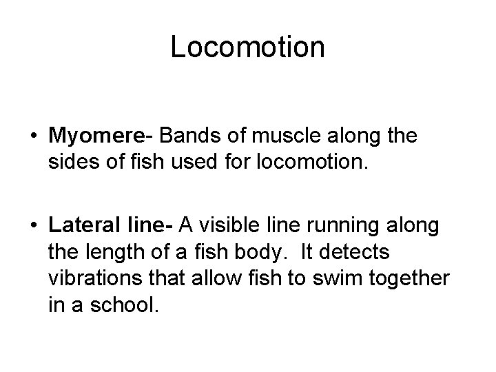 Locomotion • Myomere- Bands of muscle along the sides of fish used for locomotion.