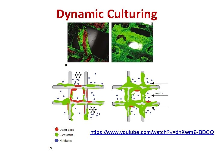 Dynamic Culturing https: //www. youtube. com/watch? v=dn. Xwm 6 -BBCQ 