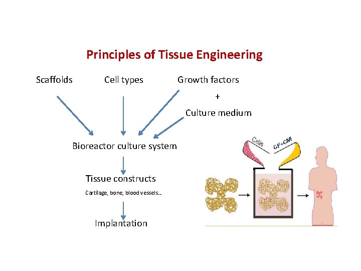 Principles of Tissue Engineering Scaffolds Cell types Growth factors + Culture medium Bioreactor culture