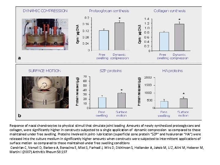 Response of nasal chondrocytes to physical stimuli that simulate joint loading. Amounts of newly