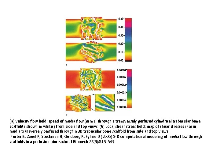 (a) Velocity flow field: speed of media flow (mm s) through a transversely perfused