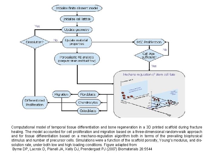 Computational model of temporal tissue differentiation and bone regeneration in a 3 D printed