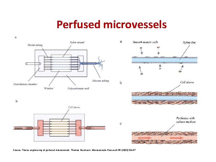 Perfused microvessels Source: Tissue engineering of perfused microvessels, Thomas Neumann, Microvascular Research 66 (2003)